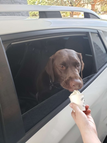 good dog sticking their head out the window to taste a pup cup an employee is holding